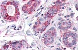 CD39L1/ENTPD2 Antibody, Novus Biologicals 50 &mu;g; Unconjugated:Antibodies,